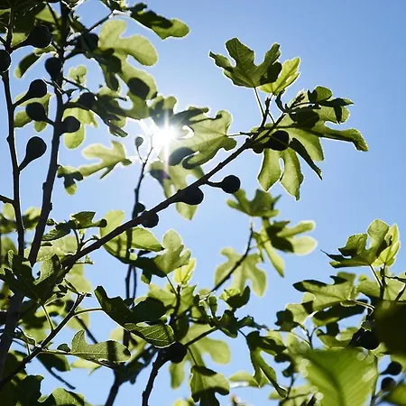 Svaneke Vandrerhjem Vandrerhjem *