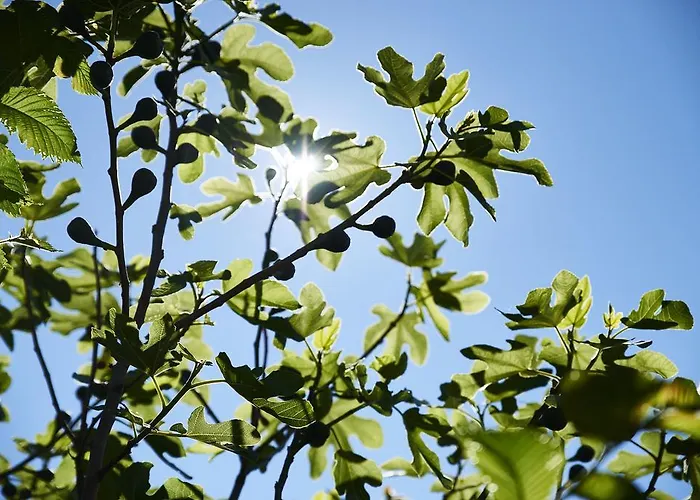 Svaneke Vandrerhjem ホステル *